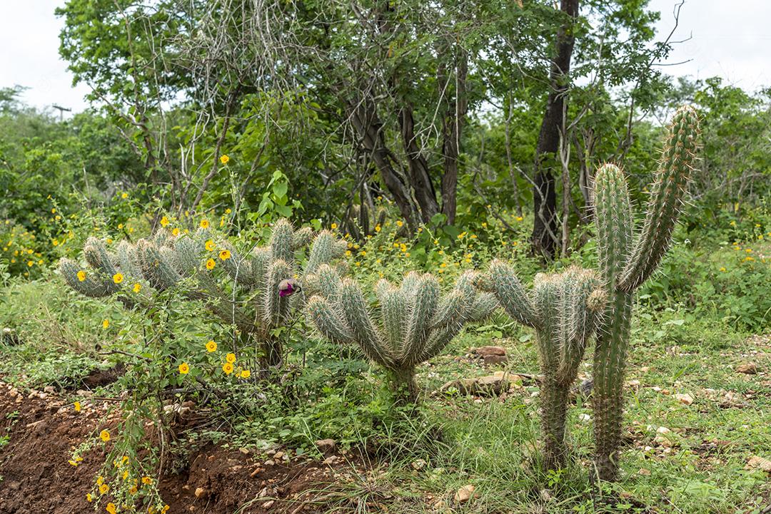 Bioma caatinga brasileira na estação chuvosa. Cactos e flores em Cabaceiras, Paraíba, Brasil.