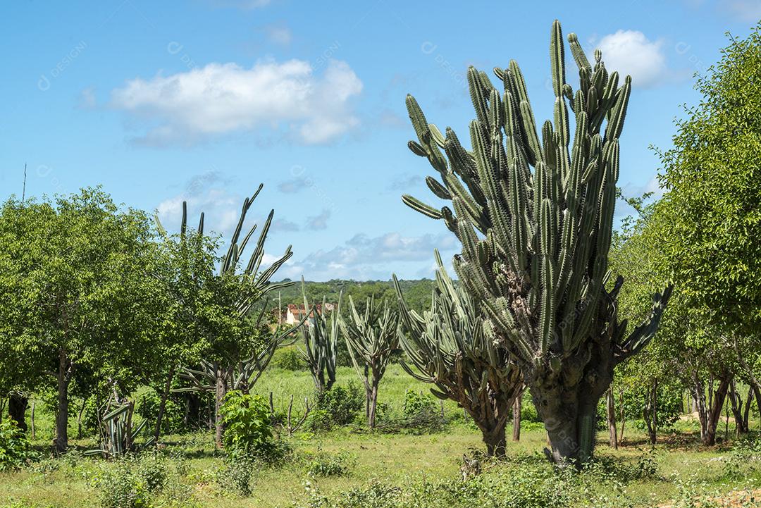 Bioma caatinga brasileira na estação chuvosa. Cactos e flores em Cabaceiras, Paraíba, Brasil.