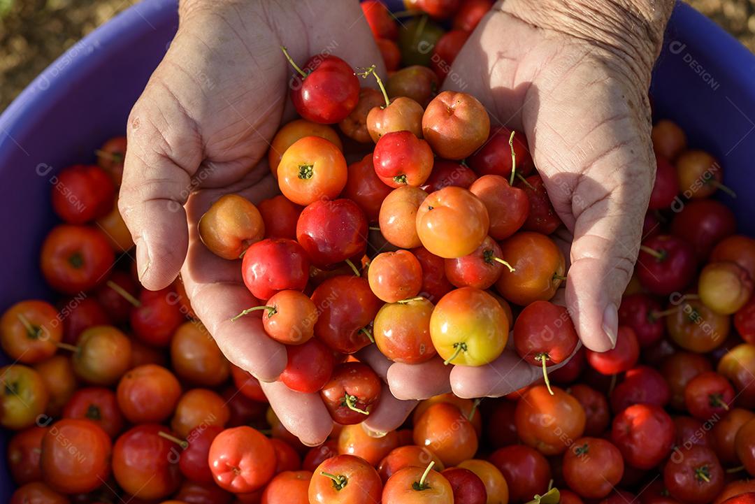 Fruto orgânico de acerola sendo colhido à mão e colocado em uma tigela de plástico roxa. agricultura brasileira.