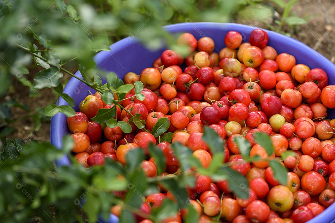 Fruta orgânica de acerola em uma tigela de plástico roxa. agricultura brasileira.