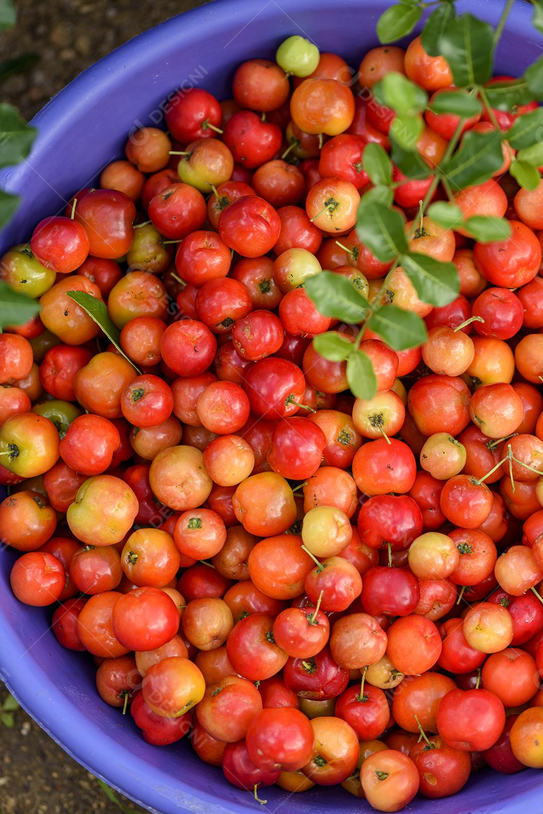 Fruta orgânica de acerola em uma tigela de plástico roxa. agricultura brasileira.