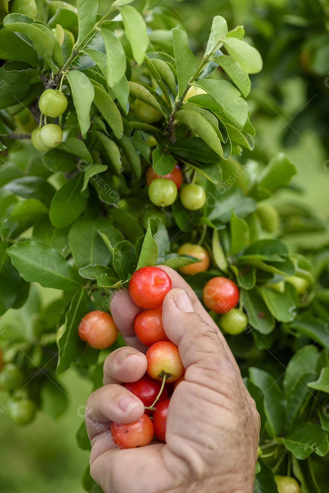 Fruta orgânica de acerola em uma tigela de plástico roxa. agricultura brasileira.