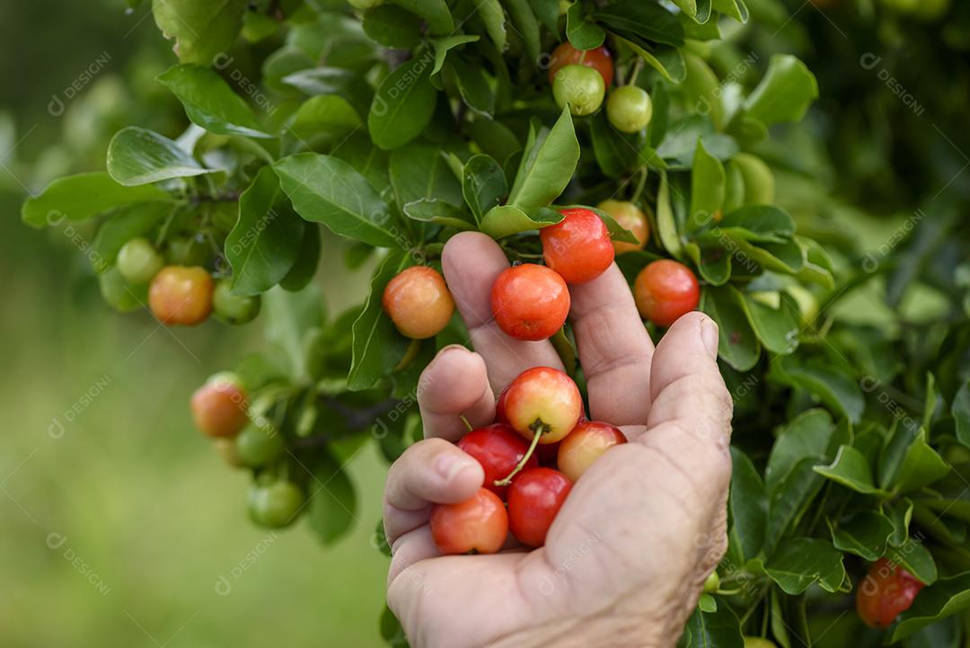 Fruto orgânico de acerola sendo colhido à mão e colocado em uma tigela de plástico roxa. agricultura brasileira.