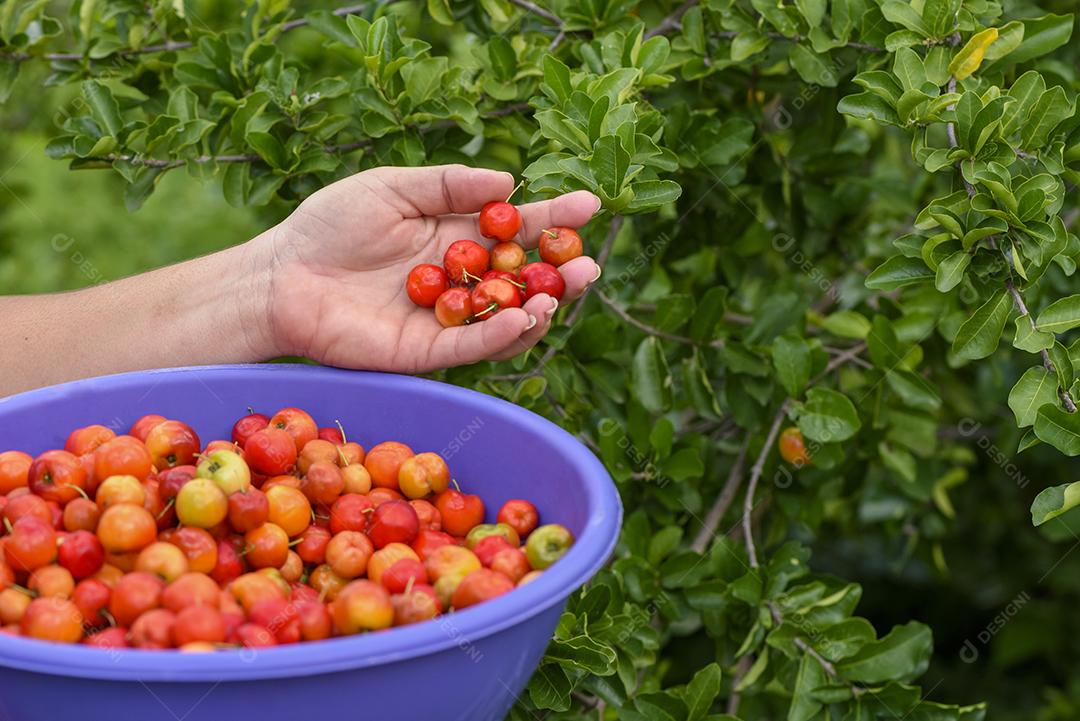 Fruto orgânico de acerola sendo colhido à mão e colocado em uma tigela de plástico roxa. agricultura brasileira.