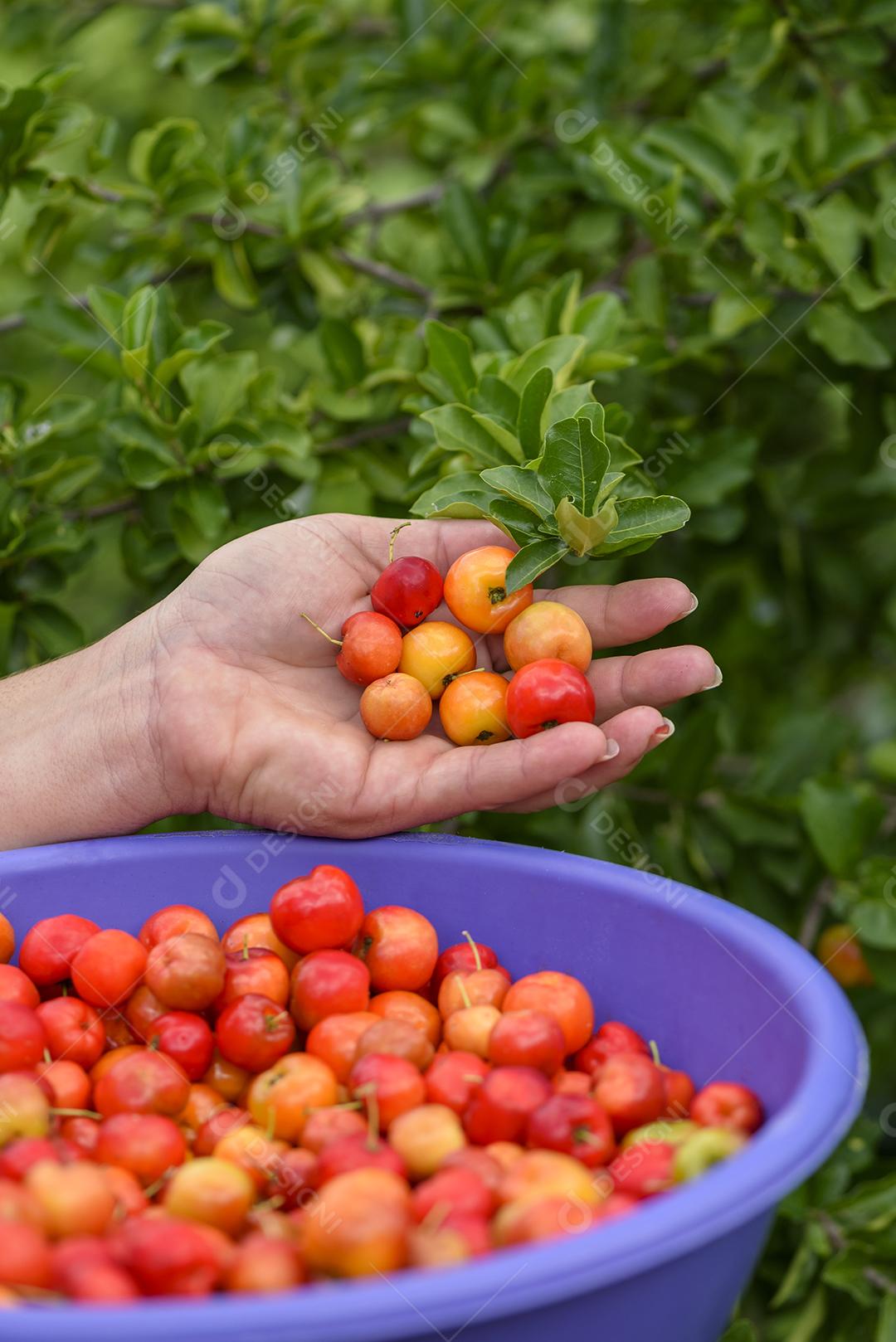 Fruto orgânico de acerola sendo colhido à mão e colocado em uma tigela de plástico roxa. agricultura brasileira.