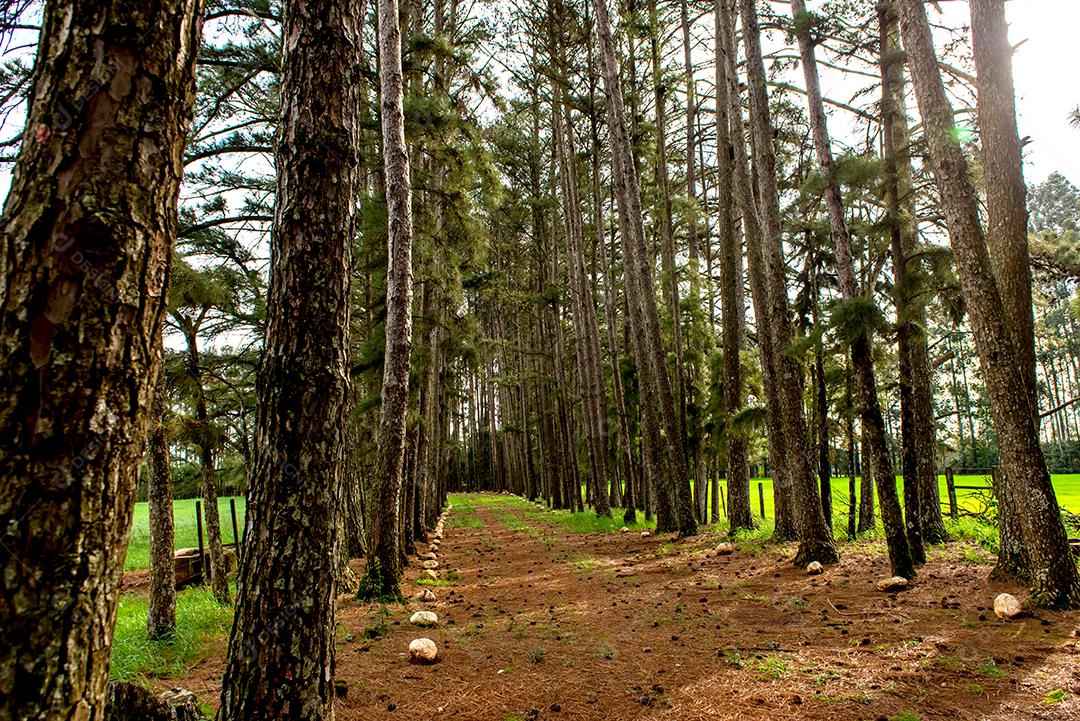 belo jardim de fazenda com estrada de fileira de pinheiros.