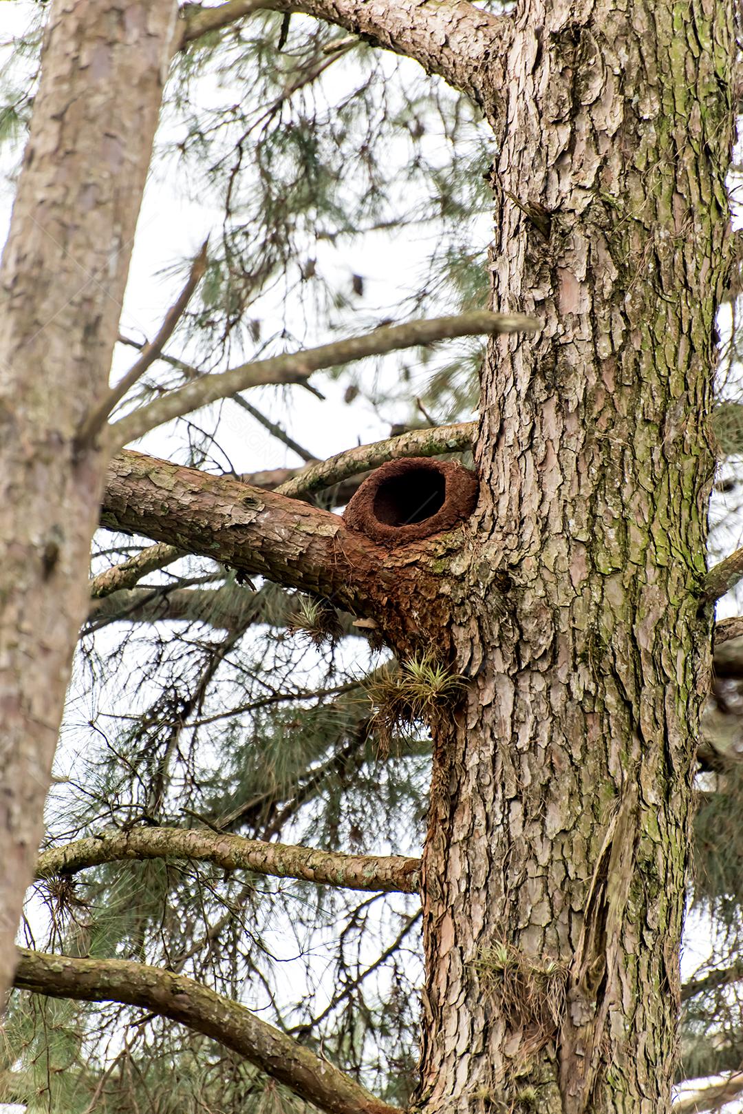 ninho de pássaro na árvore, ninho de barro por Rufous Hornero.