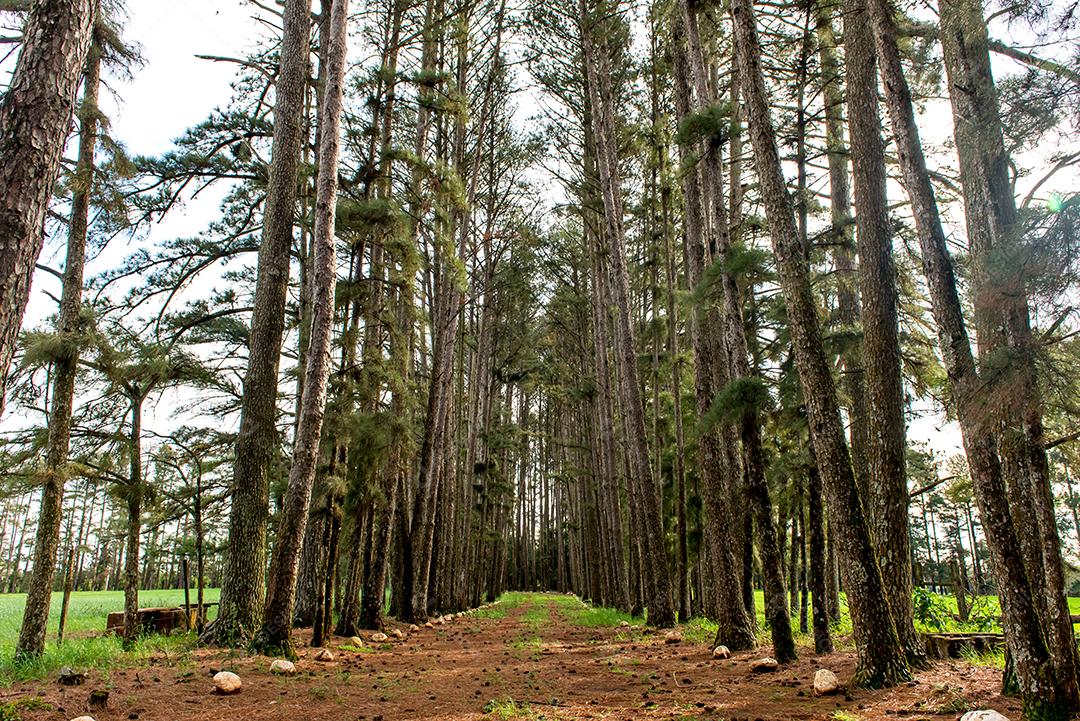 belo jardim de fazenda com estrada de fileira de pinheiros.