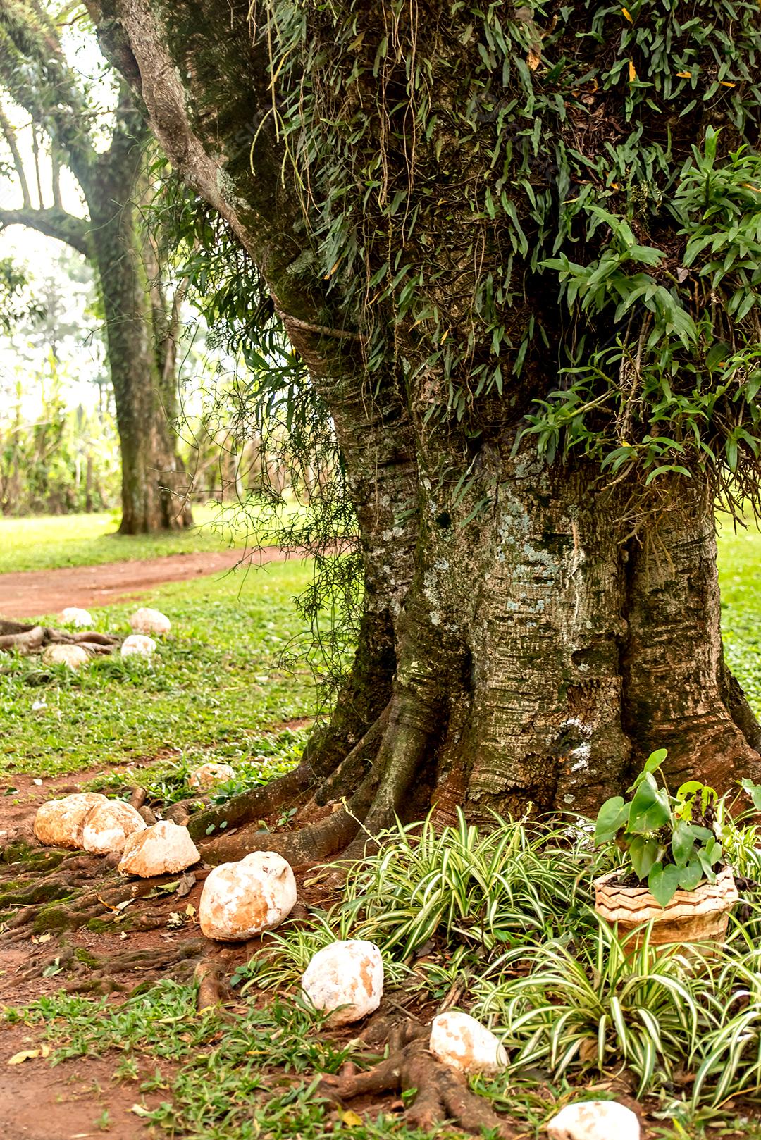 jardim com uma bela figueira (Ficus organensis)