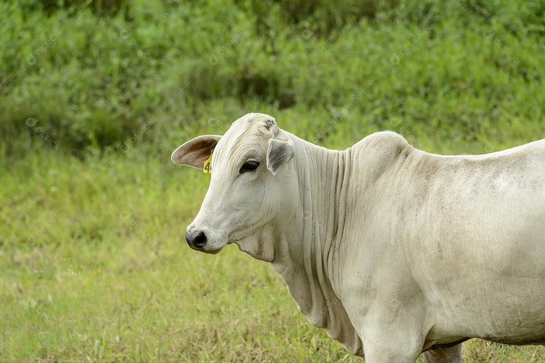 Gado Nelore no pasto. pecuária brasileira.
