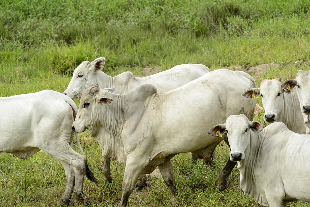 Gado Nelore no pasto. pecuária brasileira.