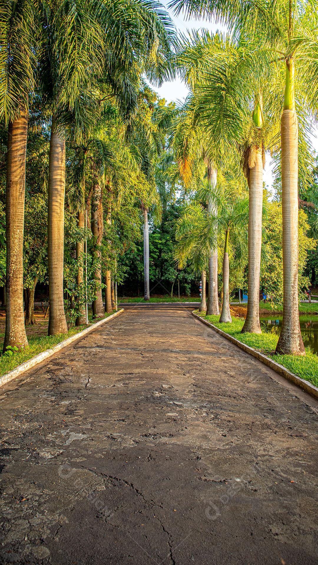 paisagem vertical com palmeiras em clube do interior