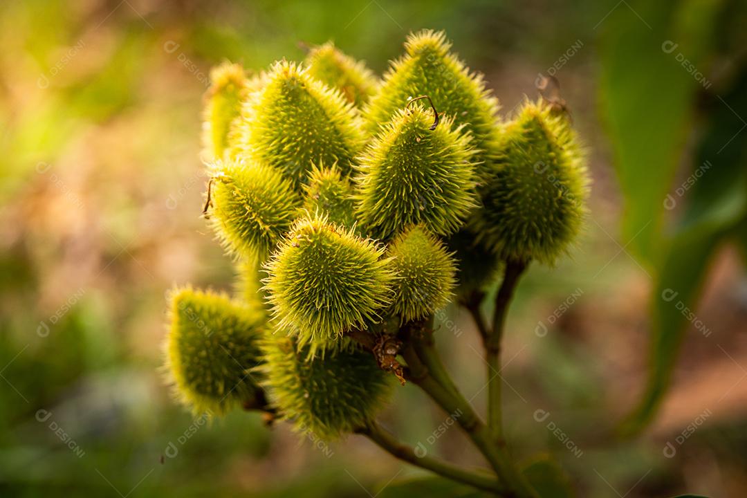 urucum verde no por do sol