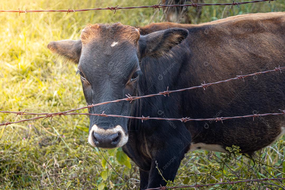 boi ou vaca encarando através de cerca no pasto