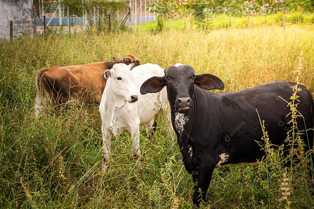 boi ou vaca encarando através de cerca no pasto