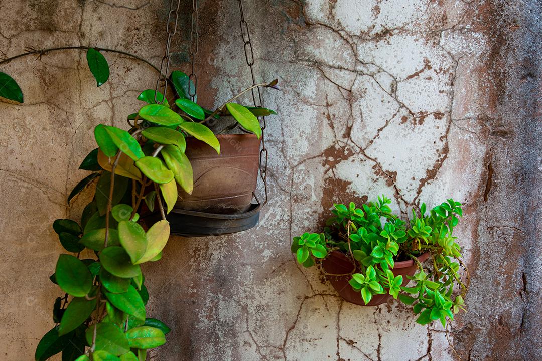 plantas verdinhas em vaso suspenso por correntes no muro