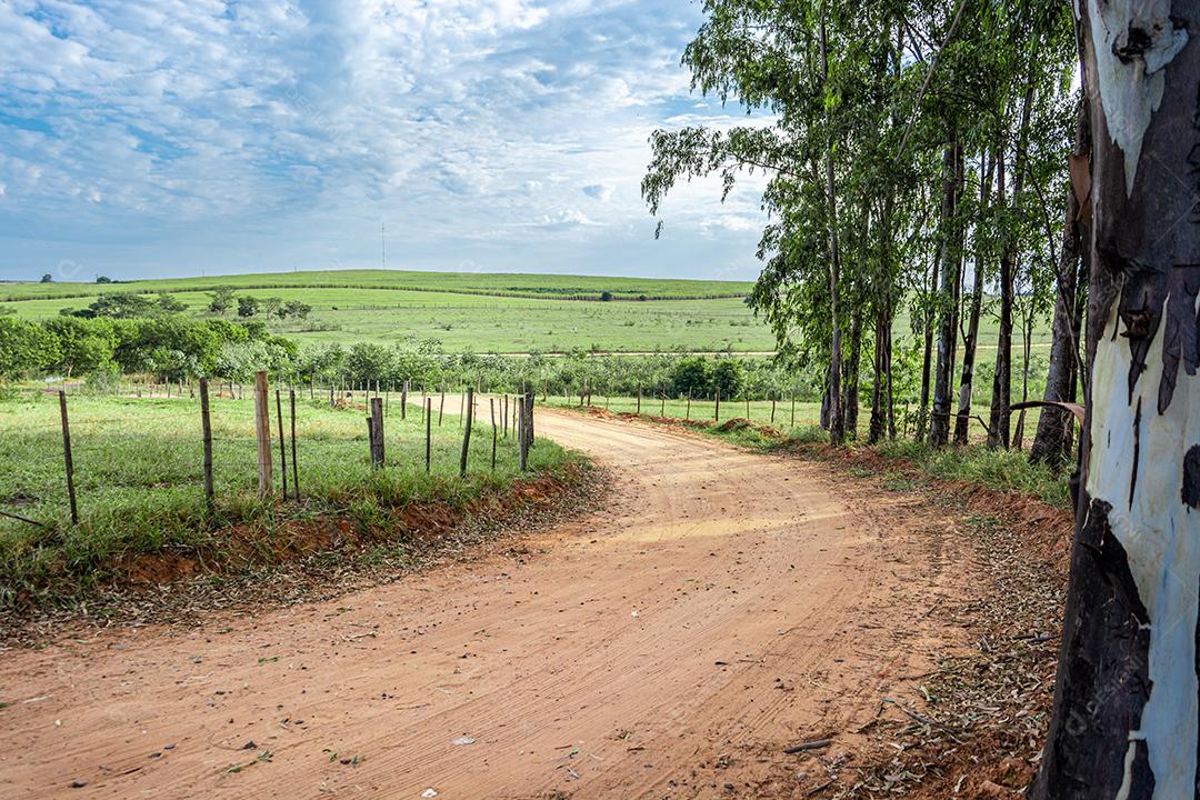 paisagem rural em estrada do interior paulista no verão