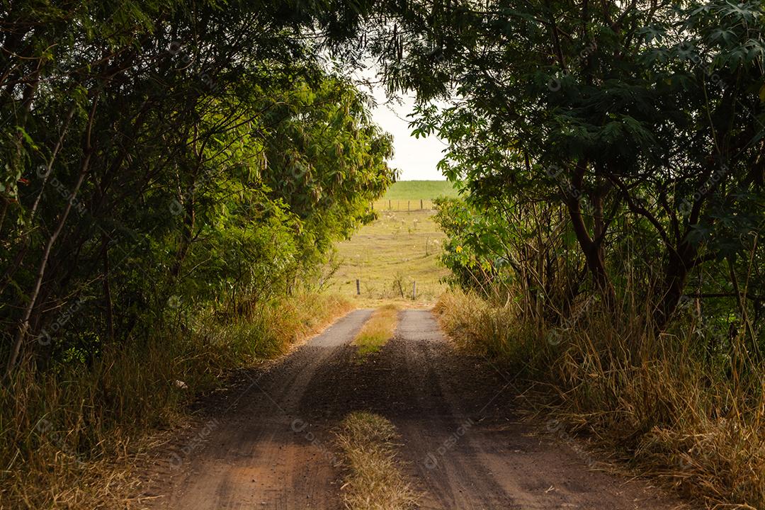 paisagem rural em estrada do interior paulista no verão