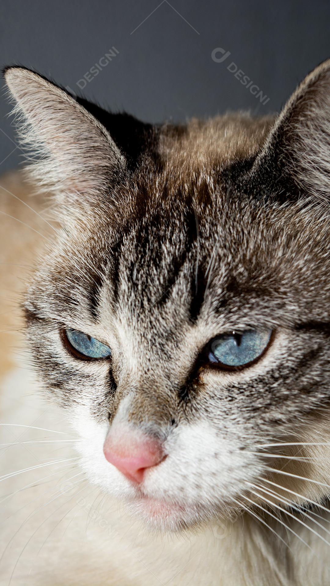 gato com olhos azuis olhando fixamente para longe