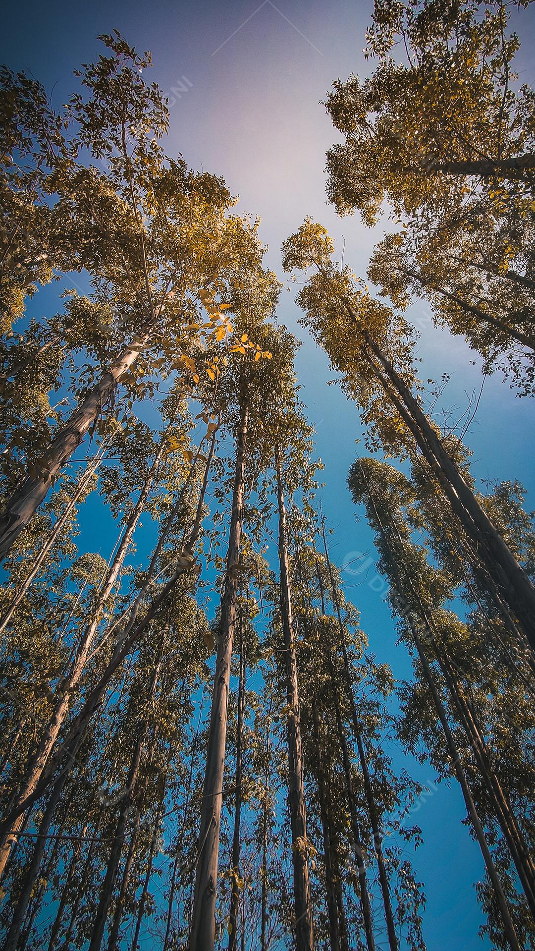 paisagem vertical de arvores altas