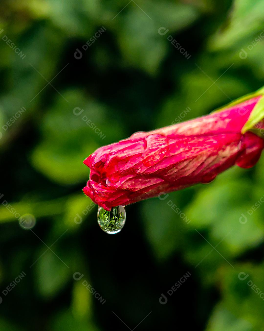 folha com gota de água caindo ou pingando