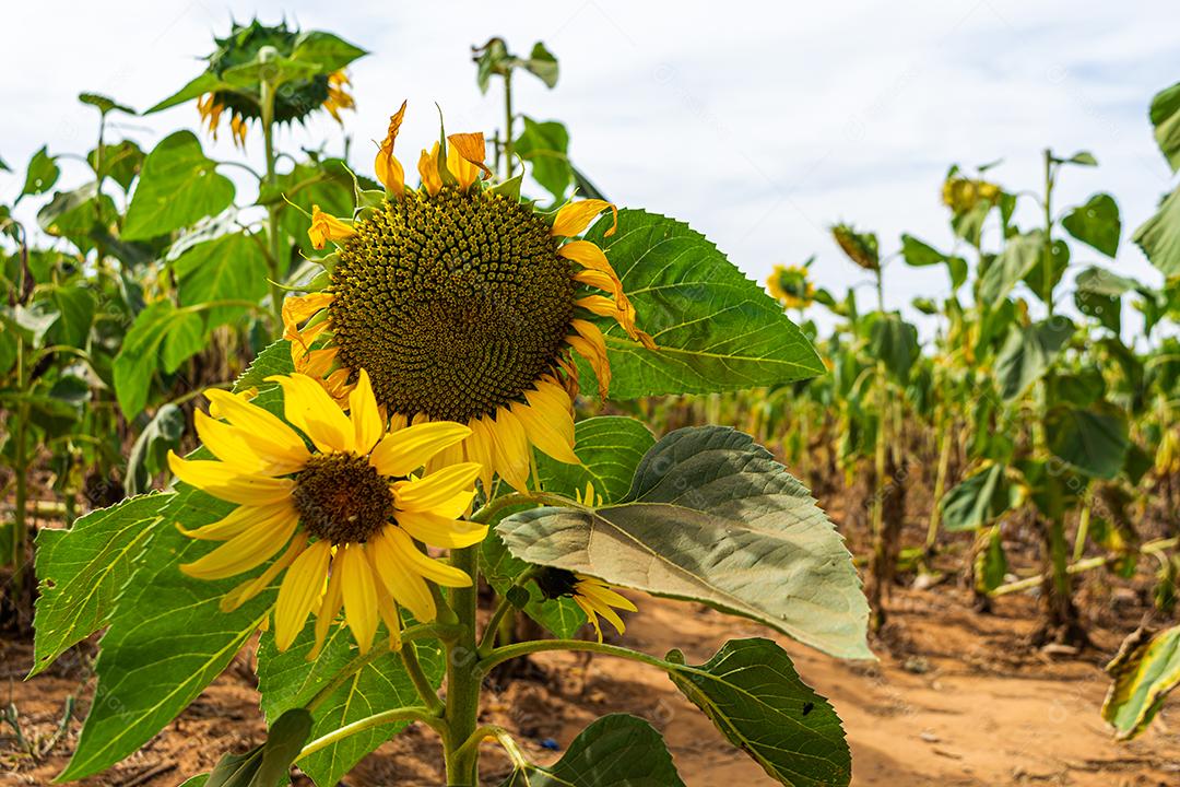 girassol, um campo de girassois. landscape, paisagem