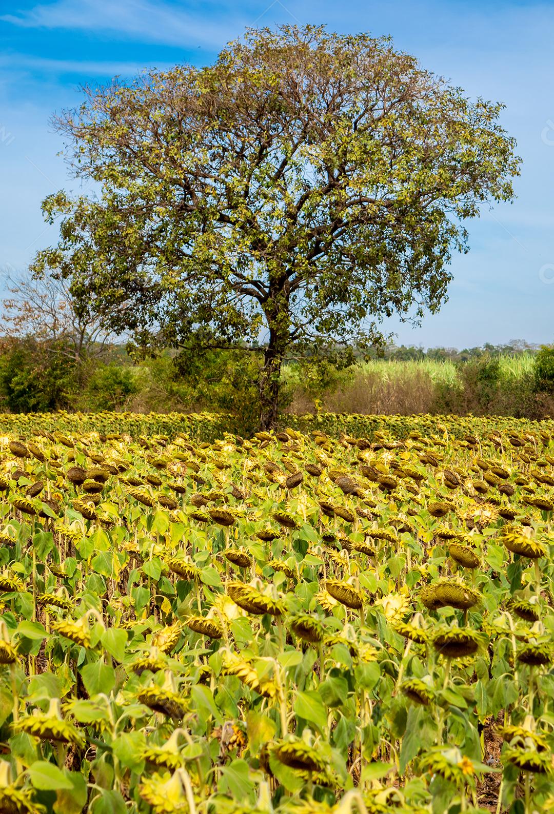 girassol em um campo de girassois, ceu azul.