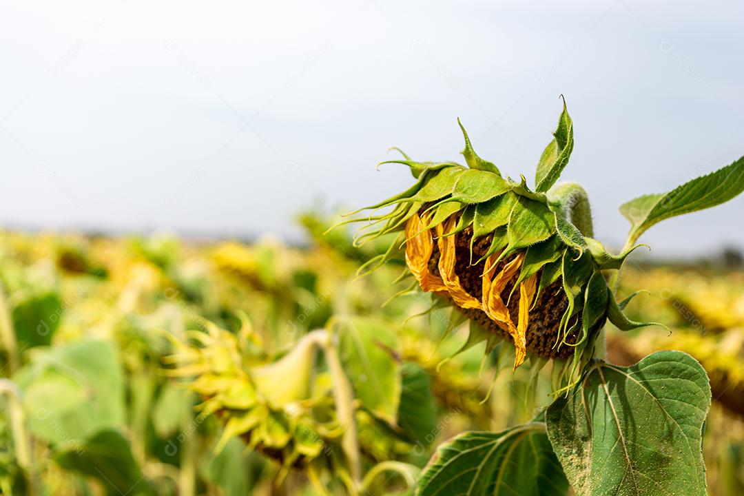 planta flores girassois girassol paisagem fotos imagem
