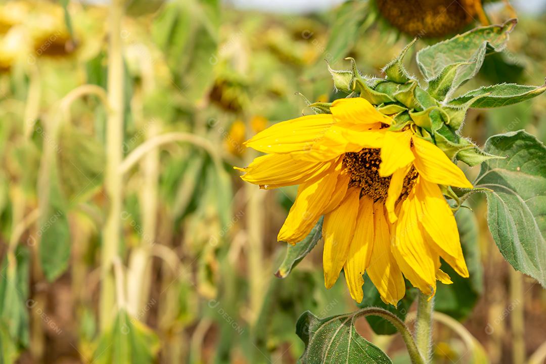 girassol, um campo de girassois. landscape, paisagem