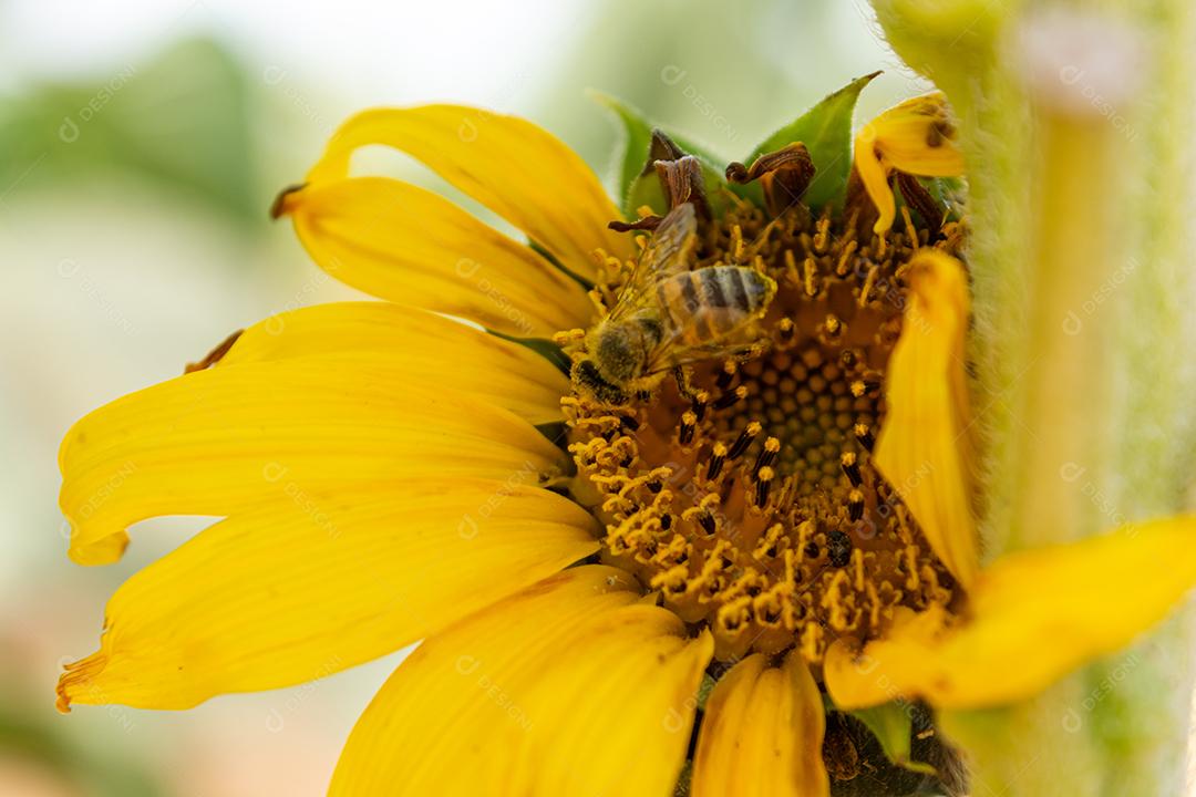 girassol, um campo de girassois. landscape, paisagem