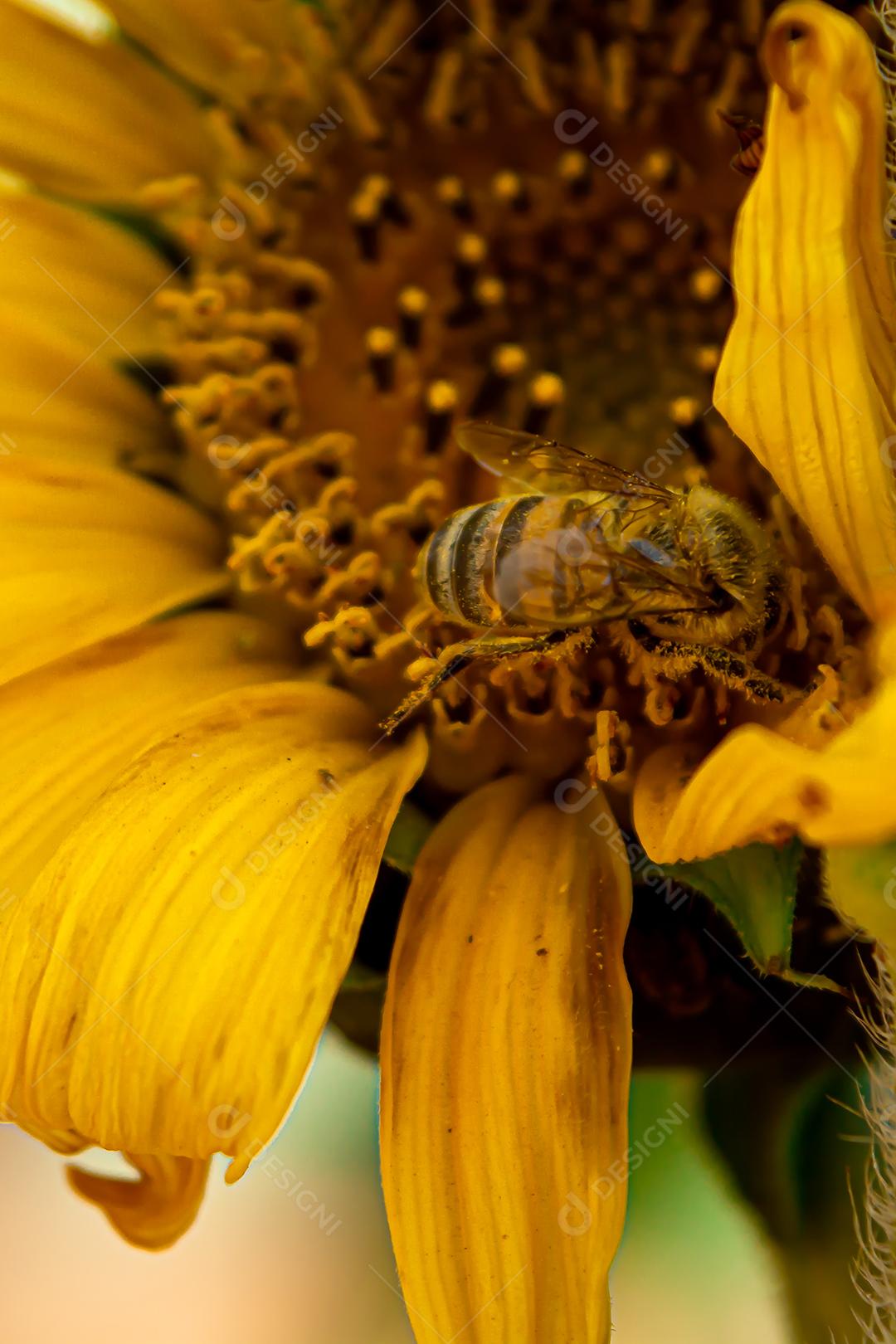 abelha coletando pólen em um girassol