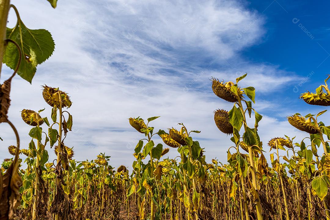 campo de girrasois. girassol