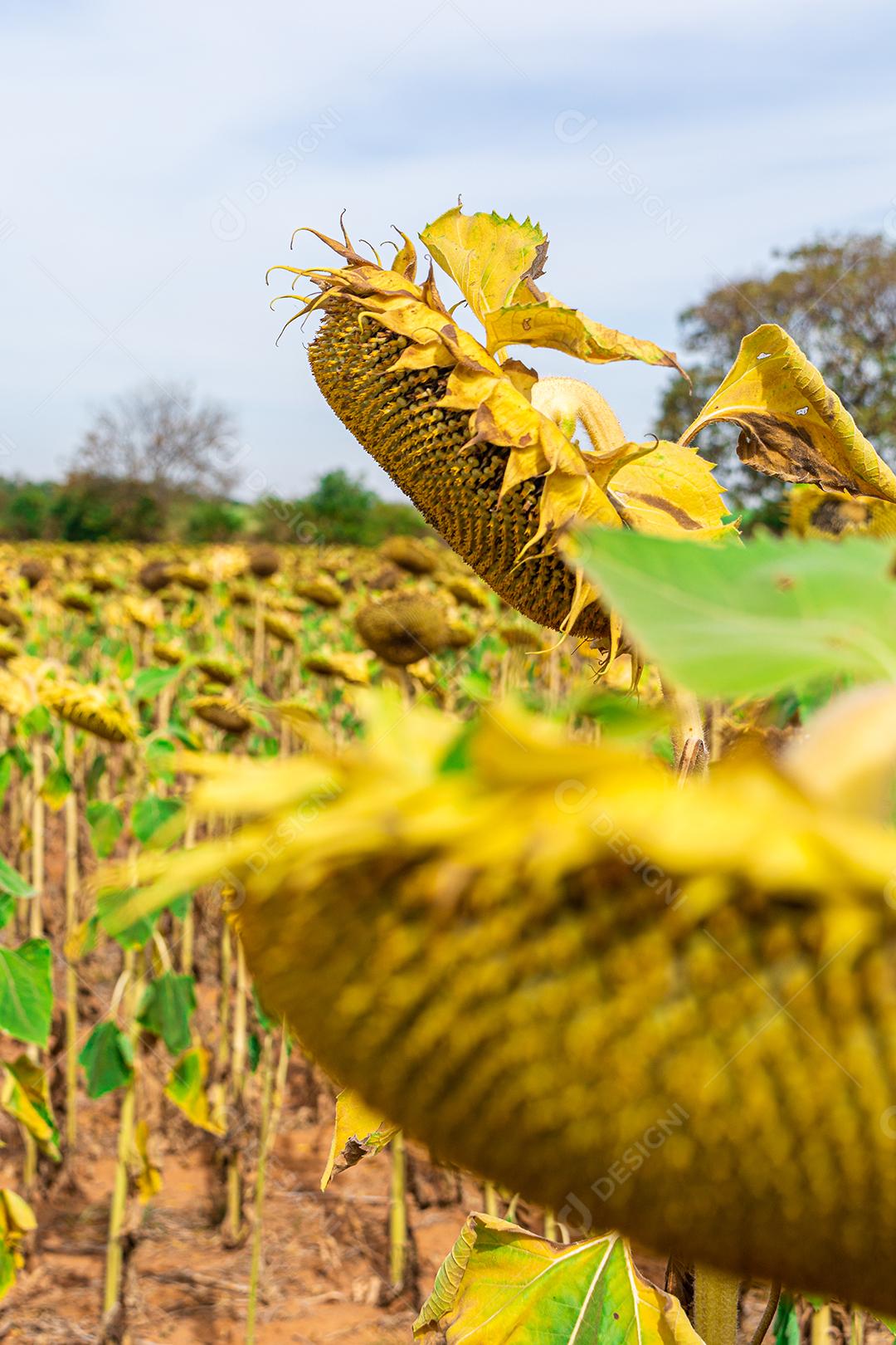 girassol, close em um campo de girassois. landscape, paisagem
