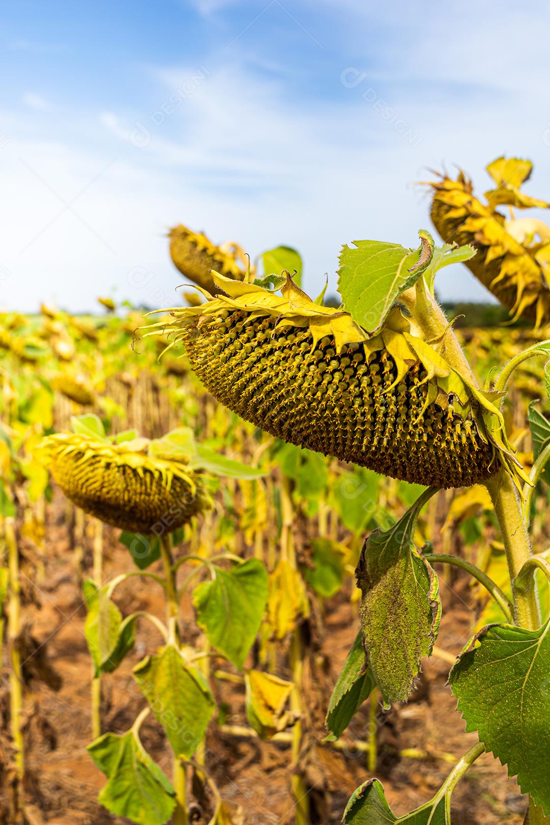 girassol, um campo de girassois. landscape, paisagem