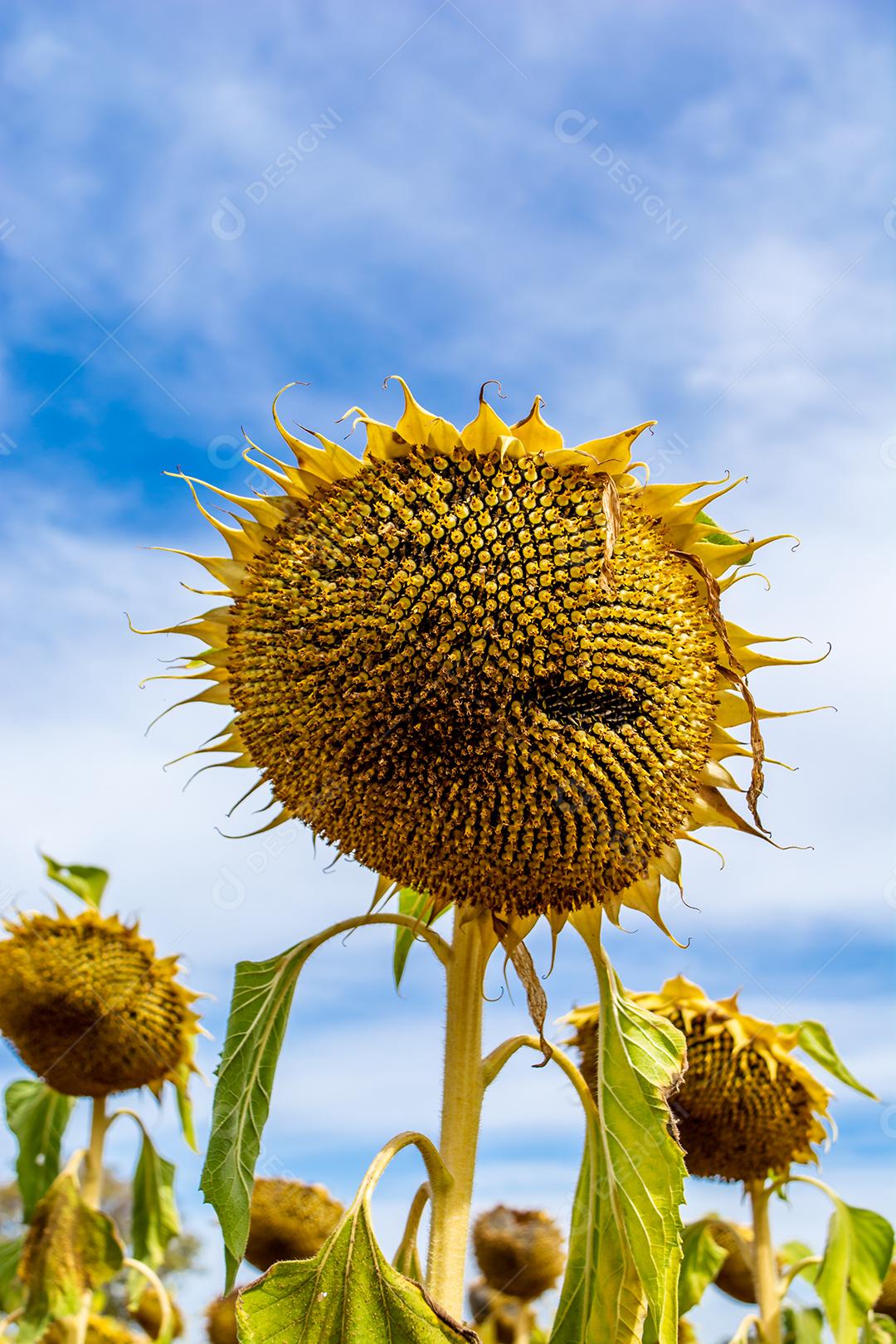girassol, um campo de girassois. landscape, paisagem