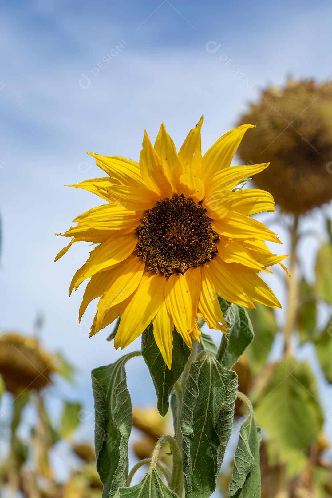 girassol, um campo de girassois. landscape, paisagem