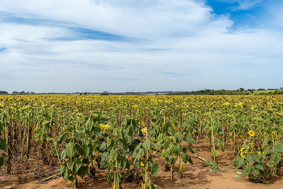 girassol, um campo de girassois. landscape, paisagem