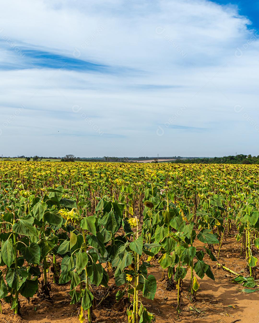 girassol, em um campo de girassois. landscape, paisagem