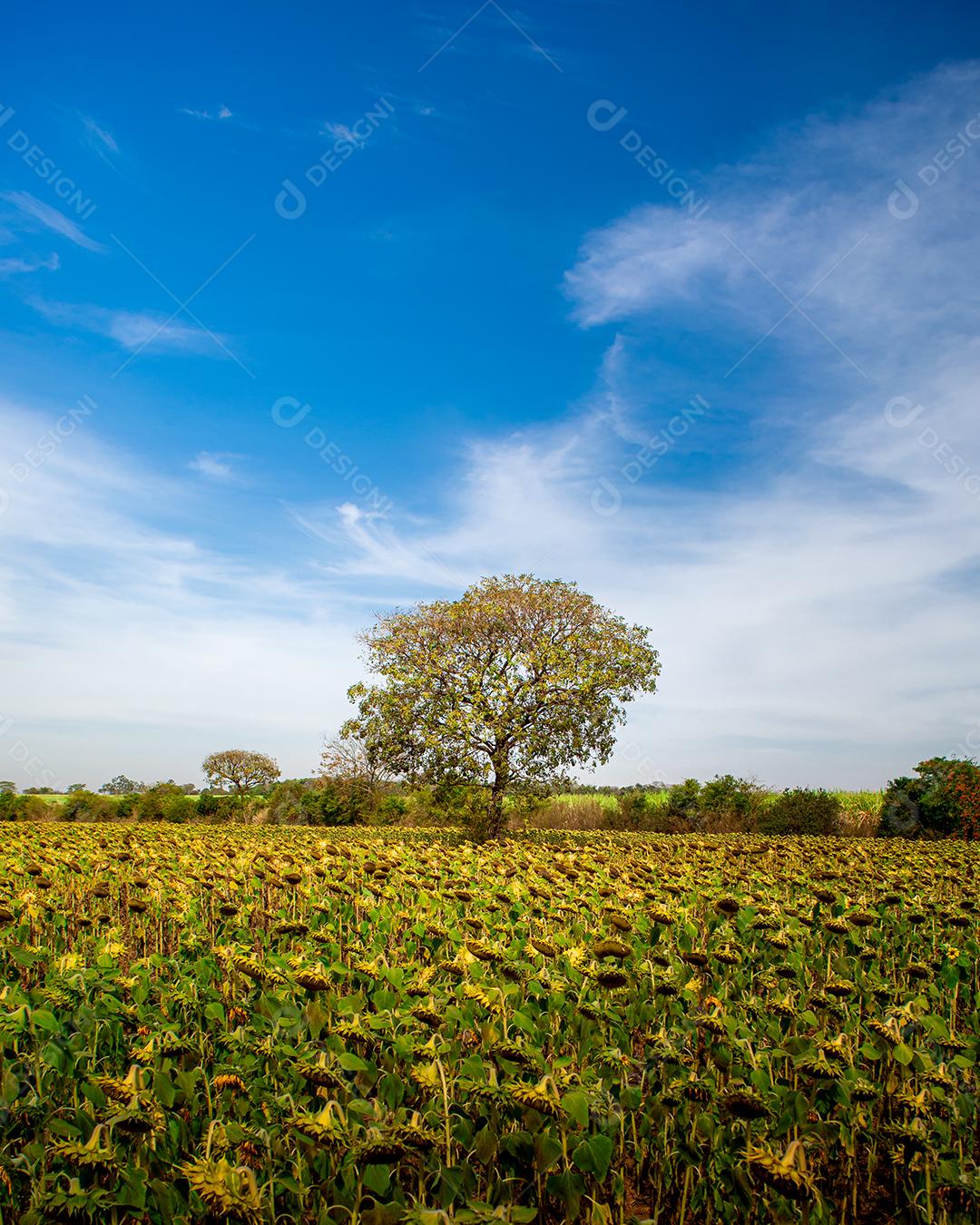 girassol, em um campo de girassois. landscape, paisagem
