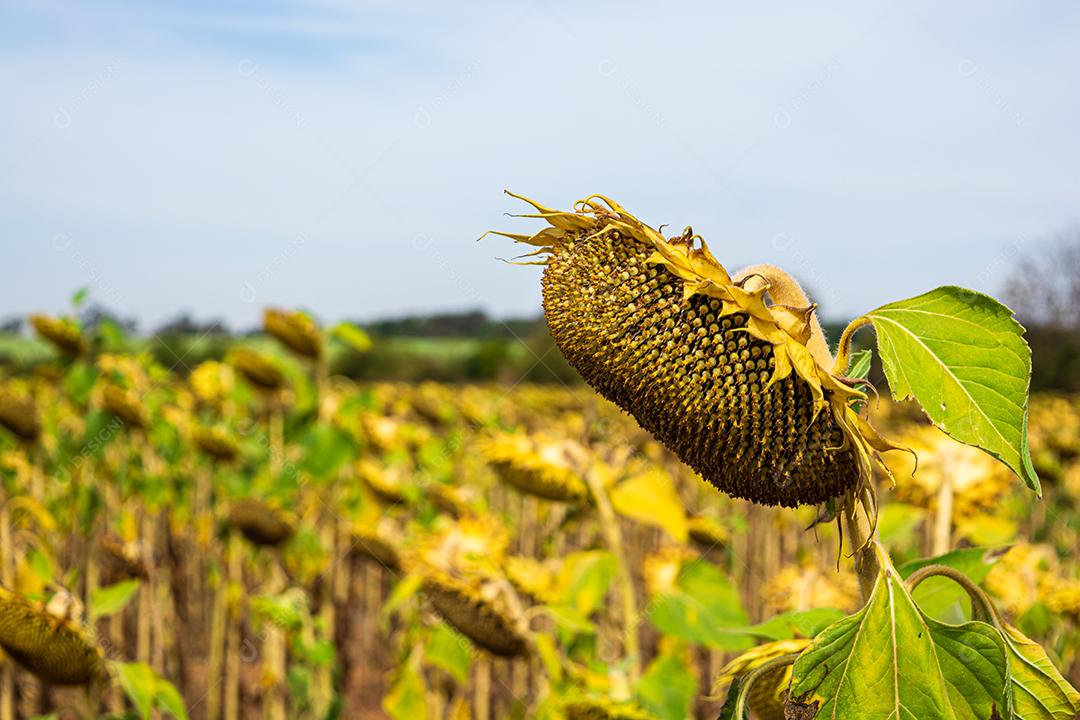 girassol paisagem flores flor ceu nublado fotos imagem