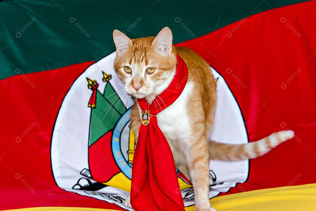 Gato amarelo gaúcho com a bandeira do estado do Rio Grande do Sul