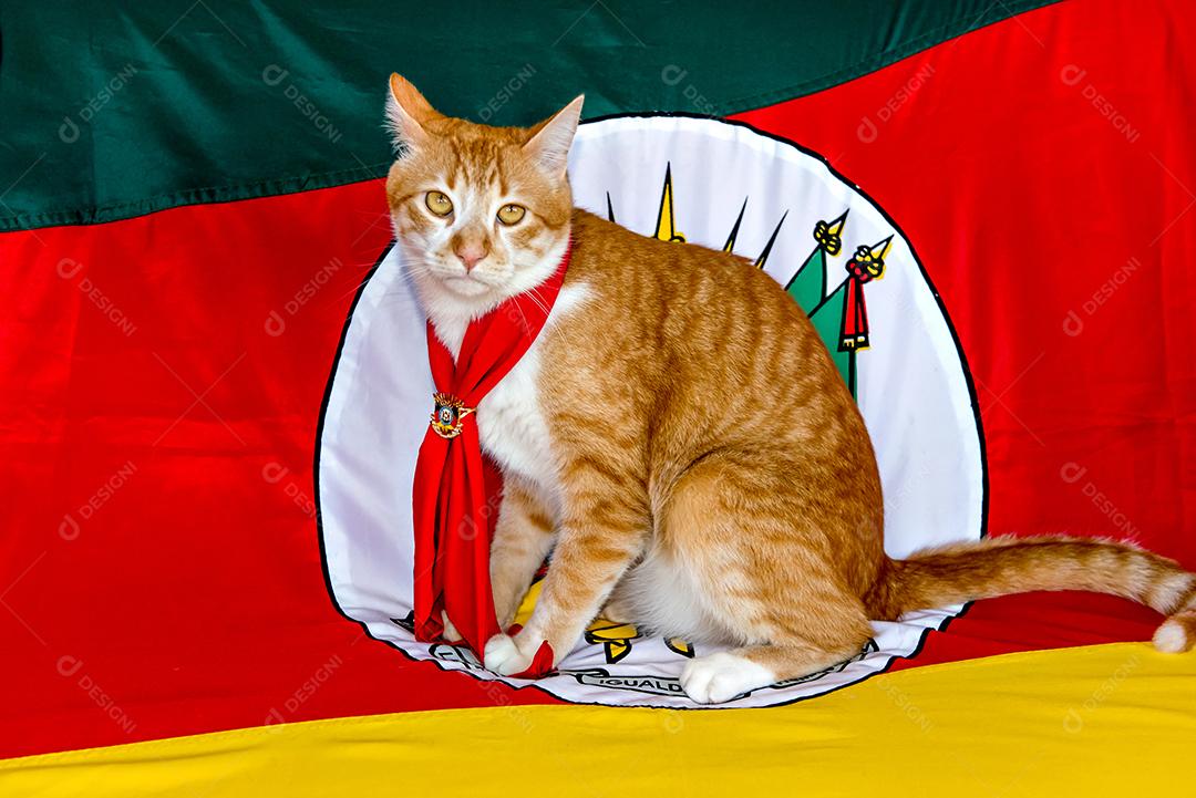Gato amarelo gaúcho com a bandeira do estado do Rio Grande do Sul