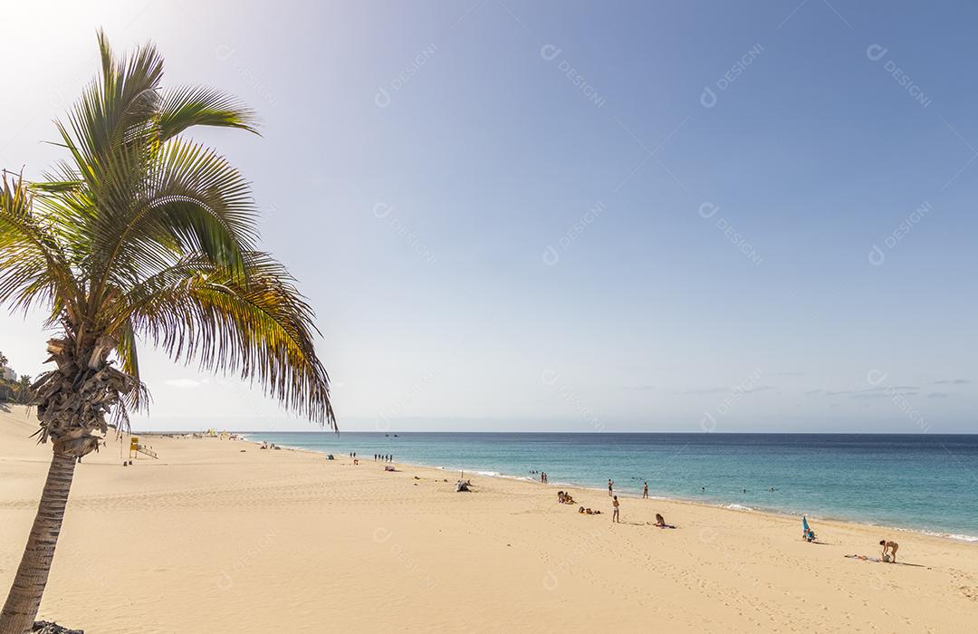 palmeira na praia de Morrojable em Fuerteventura, Ilhas Canárias, Espanha