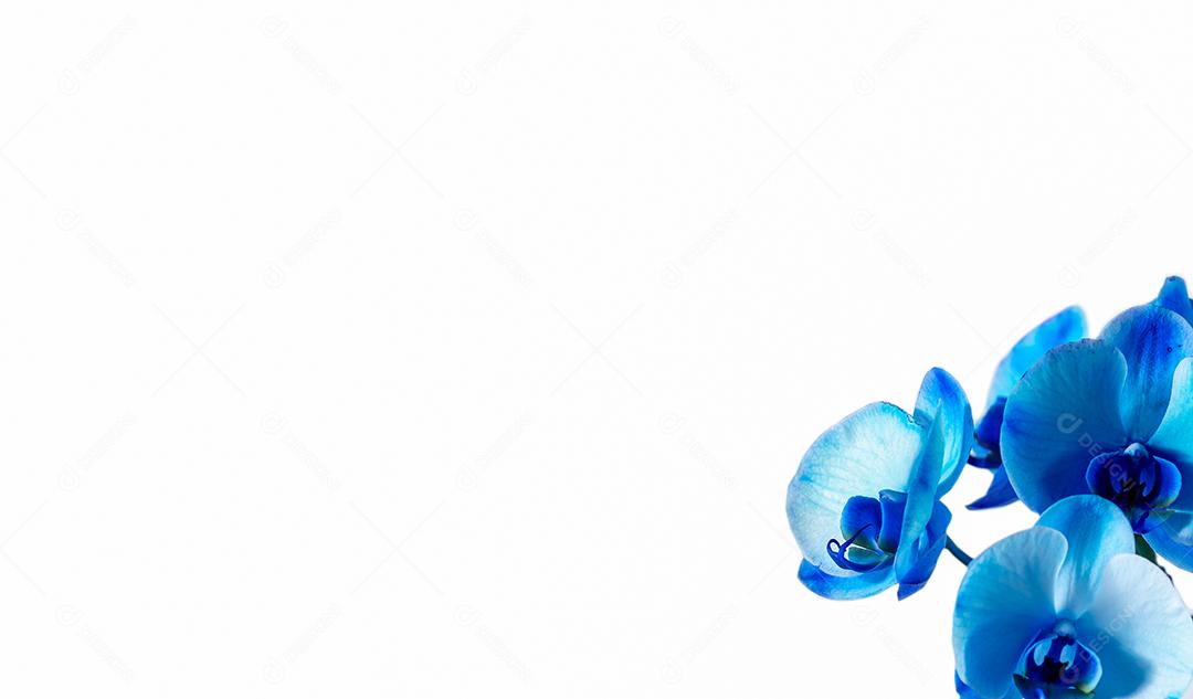 Orquídea azul em um fundo branco