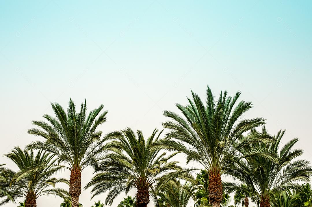 palmeiras com o céu ao fundo