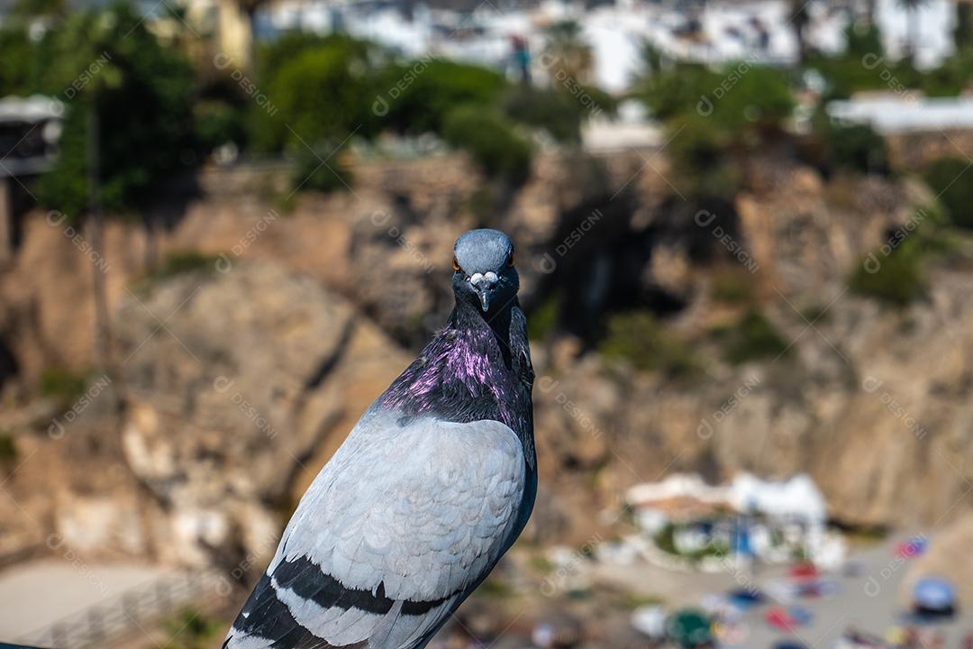 Bela vista de um pombo na praia em Nerja Espanha.