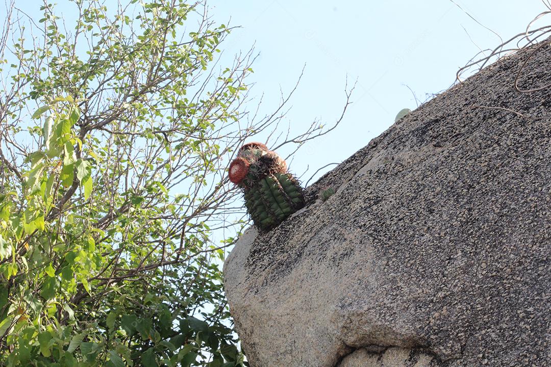 Rocha sobre floresta pedreira sobre dia ensolarado fazenda