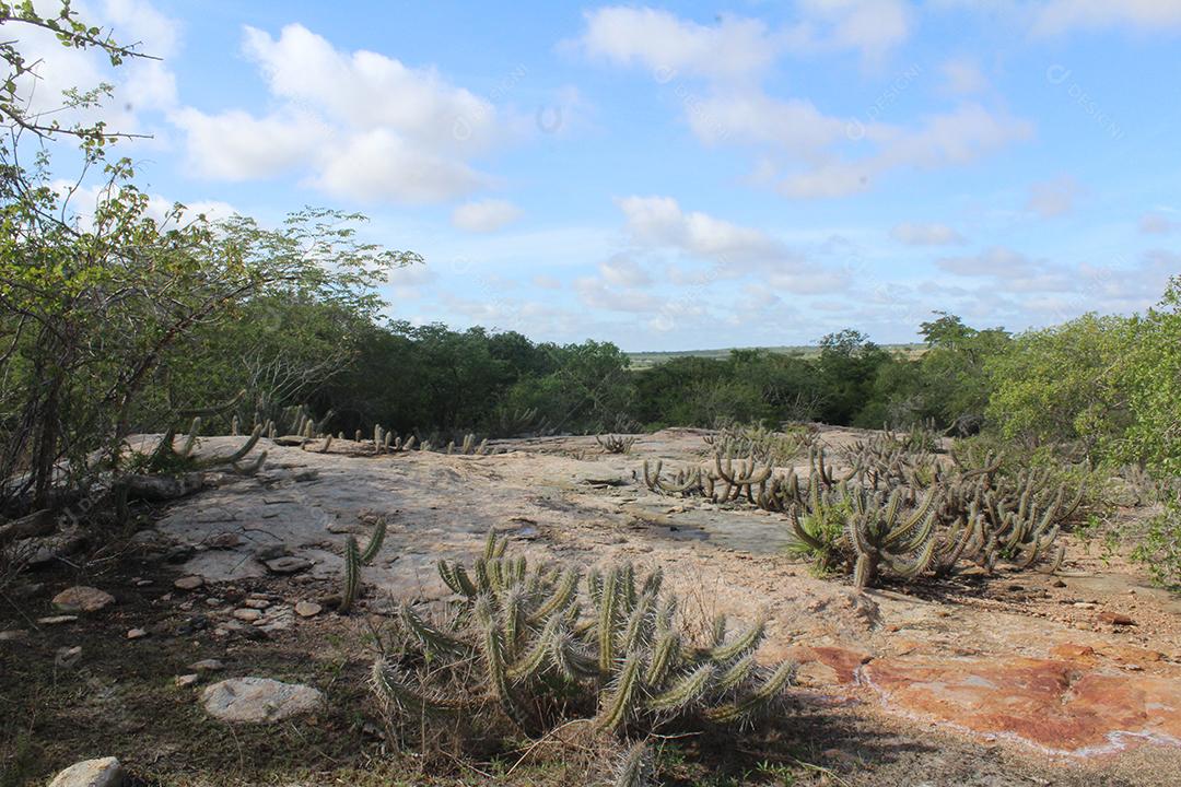 Cacto sobre uma floresta mata fechada dia ensolarada planta