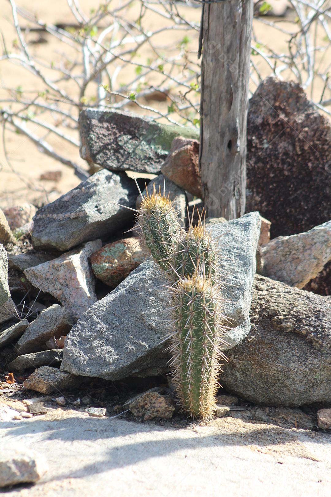 Cacto sobre uma floresta mata fechada dia ensolarada planta