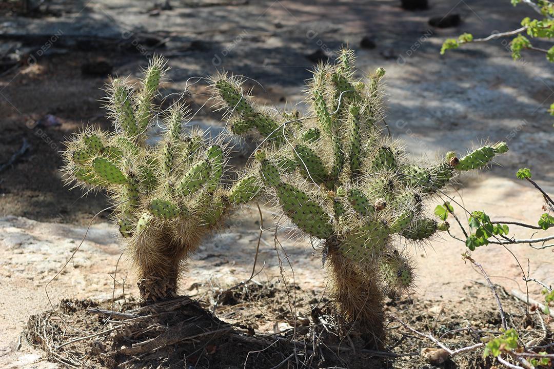 Cacto sobre uma floresta mata fechada dia ensolarada planta